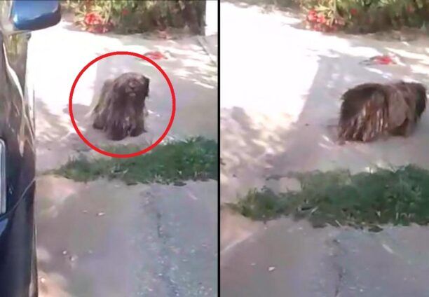 Κάτω Καμήλα Σερρών: Σκύλος οικόσιτος σε τραγική κατάσταση με τρίχωμα πανοπλία (βίντεο)