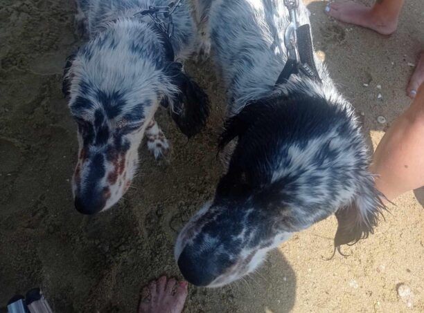 Καβάλα: Αδιαφόρησε το Λιμενικό για δύο σκυλιά που βρέθηκαν να κινδυνεύουν στη θάλασσα