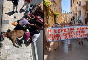 Κέρκυρα: Σοβαρά άρρωστο το άλογο που πέθανε καθώς έσερνε άμαξα – Διαμαρτυρήθηκαν φιλόζωοι (βίντεο)