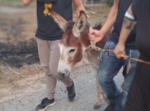 Κέρκυρα: Διασώσεις ζώων κάθε είδους από τις φλόγες (βίντεο)