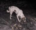 Έκκληση για τα έξοδα φροντίδας ζώων από πυρόπληκτες περιοχές της Κορινθίας