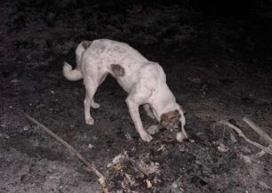 Έκκληση για τα έξοδα φροντίδας ζώων από πυρόπληκτες περιοχές της Κορινθίας