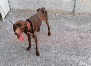 Κορυδαλλός Αττικής: Άφησε τον σκύλο του χωρίς νερό και τροφή στην ταράτσα
