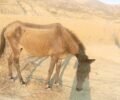 Κως: Έκκληση για άλογο σκελετωμένο στο πεδίο βολής στην Αντιμάχεια