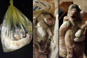 Ξηροκάμπι Λακωνίας: Έκλεισε σε σακούλα 5 νεογέννητα σκυλάκια και τα εγκατέλειψε (βίντεο)