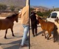Λαγονήσι Αττικής: Έσωσαν τα άλογα που βρέθηκαν κοντά στις φλόγες