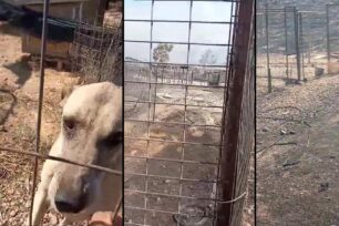 Λαγονήσι Αττικής: 40 γάτες και 25 σκυλιά κάηκαν στη Φάρμα Αδέσποτων Ζώων «Fazoo» (βίντεο)