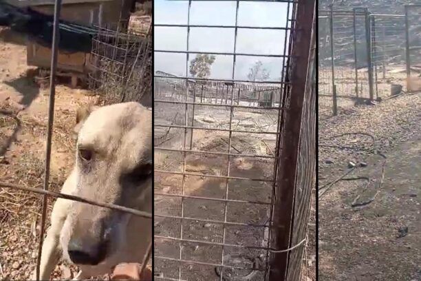 Λαγονήσι Αττικής: 40 γάτες και 25 σκυλιά κάηκαν στη Φάρμα Αδέσποτων Ζώων «Fazoo» (βίντεο)