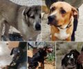 Λαγονήσι Αττικής: Έκκληση για να υιοθετηθούν επτά σκυλιά που γλύτωσαν από τις φλόγες στο «Fazoo»