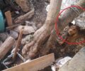 Λέσβος: Αναζητούν φιλοξενία για σκύλο που κατασχέθηκε τον οποίο κακοποιούσε ο ιδιοκτήτης του