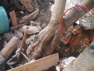 Λέσβος: Αναζητούν φιλοξενία για σκύλο που κατασχέθηκε τον οποίο κακοποιούσε ο ιδιοκτήτης του (βίντεο)