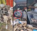 Λιβαδειά Βοιωτίας: Εξοργιστική αθώωση κτηνοτρόφου παρά το γεγονός ότι κακοποιούσε κουτάβια και γάτα (βίντεο)