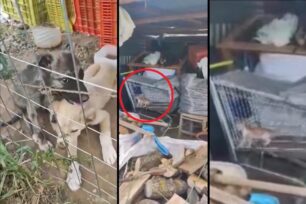 Λιβαδειά Βοιωτίας: Συνελήφθη κτηνοτρόφος που βασάνιζε γατάκι και κουτάβια - Τα είχε χωρίς νερό/τροφή (βίντεο)