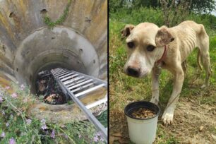 Μονόσπιτα Ημαθίας: Σκελετωμένος σκύλος βρέθηκε ζωντανός εγκλωβισμένος σε πηγάδι