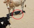 Μύκονος: Αγελάδα με δεμένα πόδια στην παραλία – Κανείς αρμόδιος δεν βλέπει το ζώο που κακοποιείται;