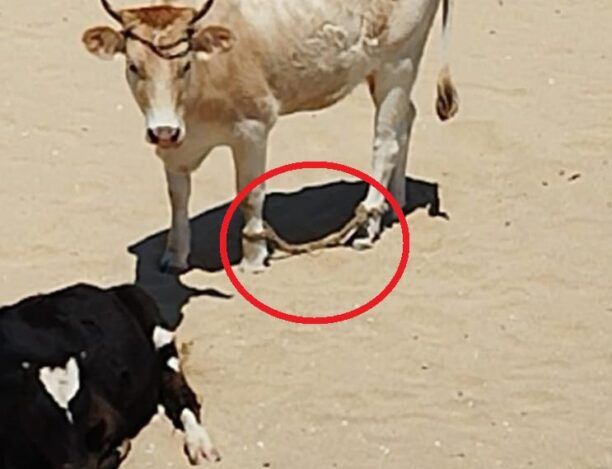 Μύκονος: Αγελάδα με δεμένα πόδια στην παραλία – Κανείς αρμόδιος δεν βλέπει το ζώο που κακοποιείται;