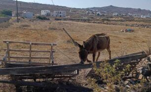 Μύκονος: Ακόμα ένα γαϊδούρι σκελετωμένο στον ήλιο χωρίς νερό (βίντεο)