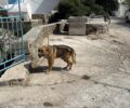 Μύκονος: Σκύλος αλυσοδεμένος χωρίς τροφή και νερό