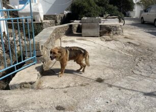 Μύκονος: Σκύλος αλυσοδεμένος χωρίς τροφή και νερό