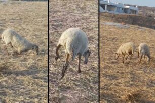 Μύκονος: Κτηνοτρόφος κακοποιεί πρόβατα με παστούρες - Τα ζώα δεν μπορούν να κινηθούν φυσιολογικά (βίντεο)