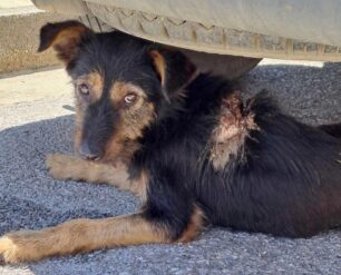 Νέα Αγχίαλος Μαγνησίας: Εντοπίστηκαν τραυματισμένα σκυλιά