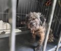 Νέα Σμύρνη Αττικής: Έσωσαν σκύλο που ζούσε παρατημένος σε σπίτι άνδρα ο οποίος βασάνιζε την κόρη του (βίντεο)