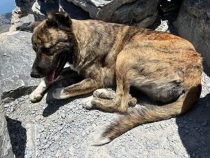 Πιερία: Έκκληση για να κατέβει σκύλος από την κορυφή του Ολύμπου