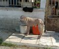 Παλιάμπελα Πιερίας: Έκκληση για άρρωστο και σκελετωμένο αδέσποτο σκύλο