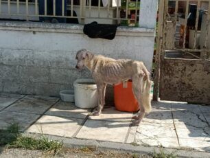 Παλιάμπελα Πιερίας: Έκκληση για άρρωστο και σκελετωμένο αδέσποτο σκύλο