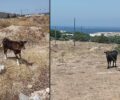 Πάρος: Κτηνοτρόφος κακοποιεί αγελάδες καθώς τις έχει δεμένες στον ήλιο χωρίς νερό