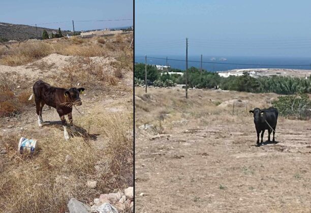 Πάρος: Κτηνοτρόφος κακοποιεί αγελάδες καθώς τις έχει δεμένες στον ήλιο χωρίς νερό