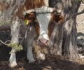 Πάρος: Κτηνοτρόφος στο Μαράθι βασανίζει αγελάδες δένοντας το κεφάλι με τα πόδια τους