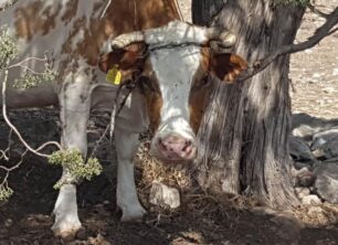 Πάρος: Κτηνοτρόφος στο Μαράθι βασανίζει αγελάδες δένοντας το κεφάλι με τα πόδια τους