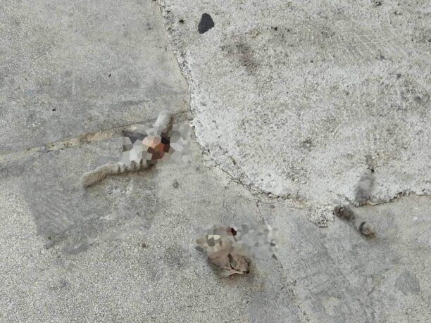 Πέραμα Αττικής: Βρήκαν κεφάλι και πόδια γάτας σε πεζοδρόμιο