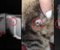 Πλατανίδια Μαγνησίας: Συστηματικά πυροβολεί γάτες με αεροβόλο