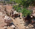 Φιλοξενία πυρόπληκτων ζώων φάρμας στο καταφύγιο της Κατρίνας Τσάνταλη «Α Little Shelter Athens»