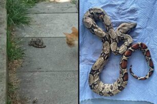 Πυλαία Θεσσαλονίκης: Φίδι Βόας συσφιγκτήρας νεαρής ηλικίας βρέθηκε σε πάρκο