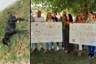 Ροδόπολη Σερρών: Διαμαρτυρήθηκαν για τη συστηματική δολοφονία ζώων με φόλες (βίντεο)