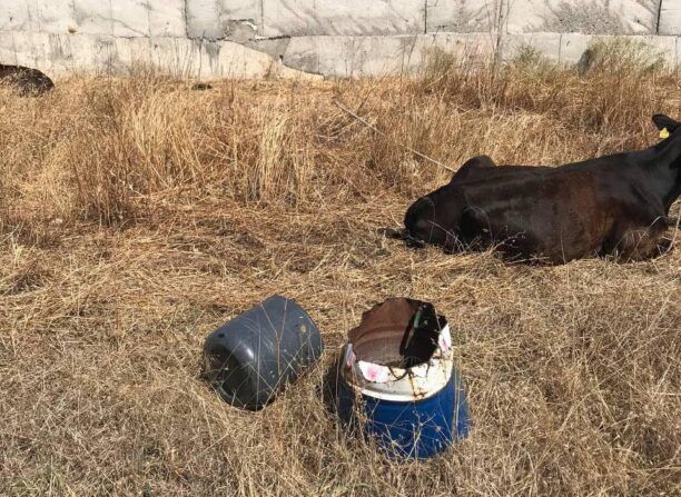 Ρόδος: Εξαφάνισε αγελάδες που είχε δεμένες χωρίς νερό στον ήλιο στην παραλία Αφάντου