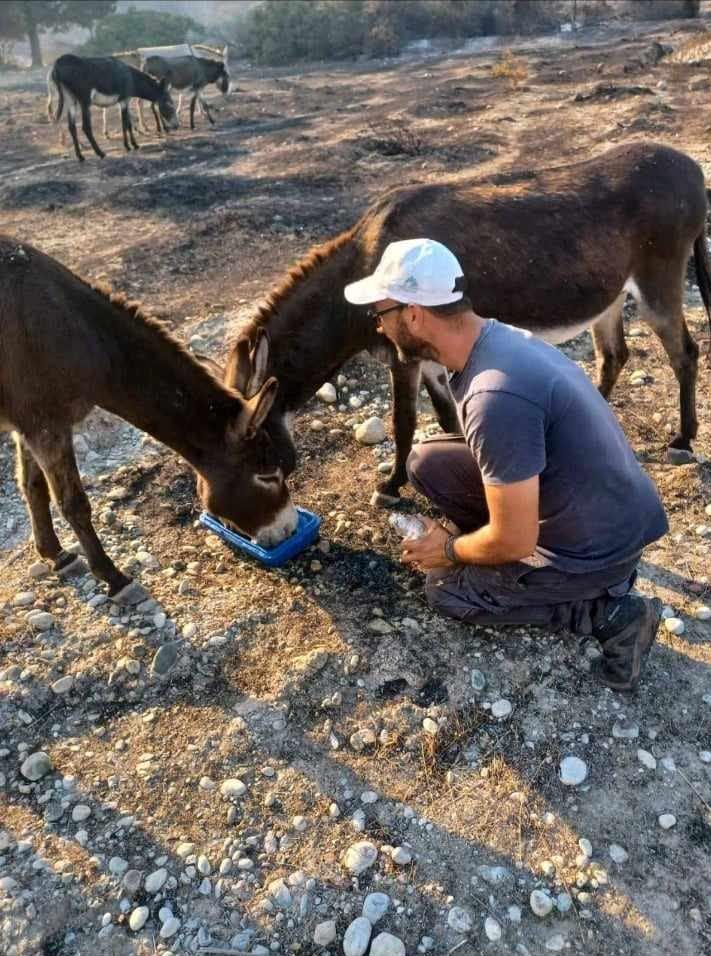 Ρόδος: Χιλιάδες εξαντλημένα ζώα αναζητούν τροφή και νερό στα καμένα (βίντεο) 8 RodosAsklipieioGaidouriaKamena24 7 2023 1 1
