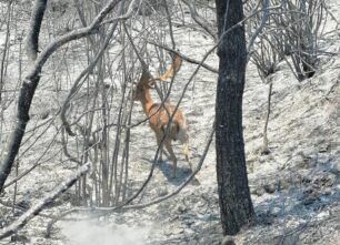 Ρόδος: Βάλτε νερό στα ελάφια και κατάλληλη τροφή όχι μήλα και καρότα (βίντεο)