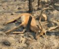 Ρόδος: Χιλιάδες νεκρά ζώα από την πυρκαγιά που καίει έξι μέρες το νησί (βίντεο)