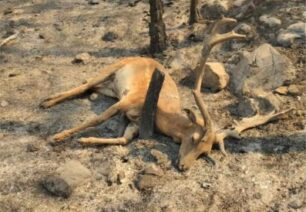 Ρόδος: Χιλιάδες νεκρά ζώα από την πυρκαγιά που καίει έξι μέρες το νησί (βίντεο)