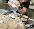 Ρόδος: Στο 2ο Δημοτικό Σχολείο Αρχαγγέλου σταθμός πρώτων βοηθειών για πυρόπληκτα ζώα