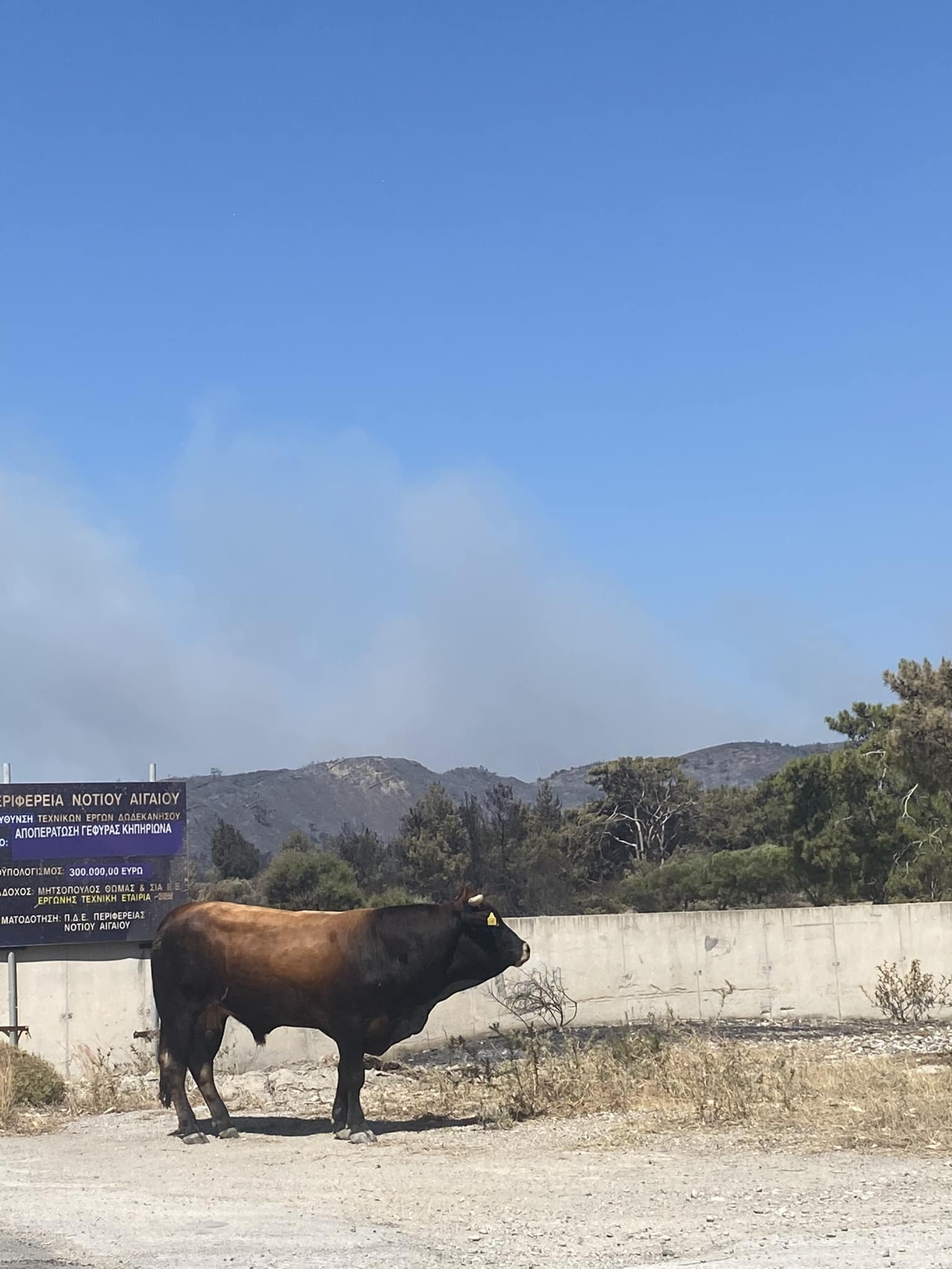 Ρόδος: Χιλιάδες εξαντλημένα ζώα αναζητούν τροφή και νερό στα καμένα (βίντεο) 5 RodosLavdosTavrosKamena24 7 2023