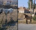 Σάμος: Ποινή «χάδι» για άνδρα που έχει άλογα στον ήλιο χωρίς νερό δεμένα