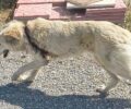 Αγία Κυριακή Σπαρτιατών Λακωνίας: Σκύλος σοβαρά τραυματισμένος σκύλος από συρμάτινη θηλιά – παγίδα κυνηγού (βίντεο)
