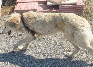 Αγία Κυριακή Σπαρτιατών Λακωνίας: Σκύλος σοβαρά τραυματισμένος σκύλος από συρμάτινη θηλιά – παγίδα κυνηγού (βίντεο)