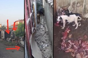 Στενήμαχος Ημαθίας: Συνελήφθη κυνηγός που βασανίζει και εκτρέφει παρανόμως σκυλιά (βίντεο)
