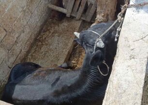 Βασιλικά Θεσσαλονίκης: Άνδρας κακοποιεί αγελάδα μέσα σε στάβλο